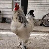 جوجه خروس برهما