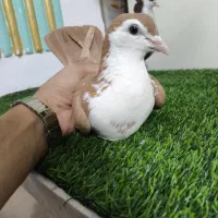 کفتر ریش جفت