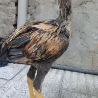 خروس ریشو