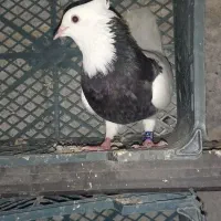 کبوتر طوقی