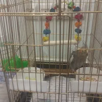 عروس هلندی