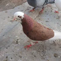 پرنده کبوتر