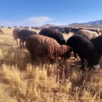 15راس بره نرو ماده هم برا داشت هم برا گوشت