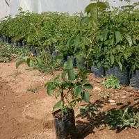 گل رز|گل و گیاه طبیعی|الیگودرز, |دیوار