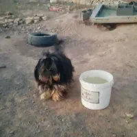 سگ پا کوتاه