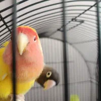 یک جفت کوتوله نژاد برزیلی و اوپال