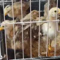 جوجه مرغ و خروس رسمی