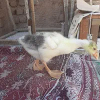 فوری سه عدد جوجه قاز یک ماهه
