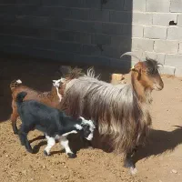 یک عدد چپش بزه روزگاری