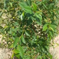 زمین-و-باغ-در-بیلوردی-با-سند-شش-دانگ
