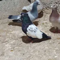 کفتر