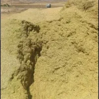 کاه عدس تازه در اومده مرجی سامانی