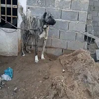 سگ باهوش نر واگذار میشود