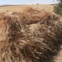 فروش علف