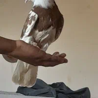 کبوتر جوان کاکلی