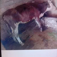 پا شکسته  در هشترود