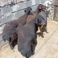 میش افشاری داشتی