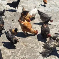 مرغ و خروس محلی