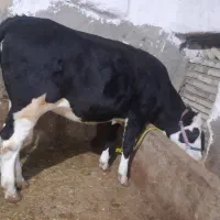 گاو گوساله سیمینتال ماده چاق