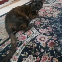 واگذاری دو تا گربه محلی خانگی لوس ودستی