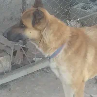 سگ مالینیوز ژرمن
