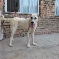 سگ نگهبان
