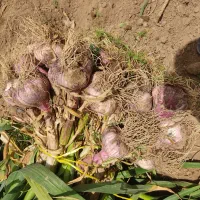سیردرجه 1 همدان