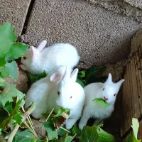 بچه خرگوش