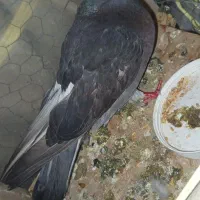 یک عدد کبوتر