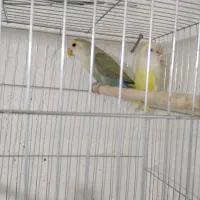 طوطی کوتوله و مرغ عشق