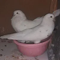 یه جفت دهنجور