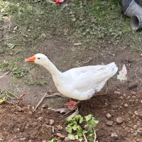 فروش غاز نر