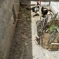 دوعدد مرغ خروس لری