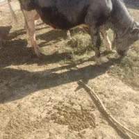 گوساله نر