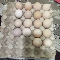 تخم مرغ محلی
