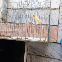 قناری رسمی نر