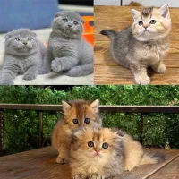 اسکاتیش و بریتیش اصیل/ ضمانت سلامت کتبی