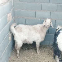 بز محلی آبستن