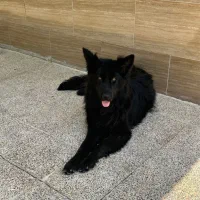سگ ژرمن بلک ماده
