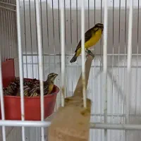 قناری،سهره  یاسمین نر
