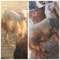 دو عدد بره قوچ نامبروان جنس بالا