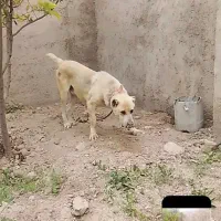 سگ سرابی معاوضه