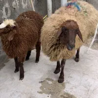ذبح گوسفند