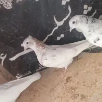 کفتر