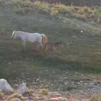 مادیان دزدیده شده