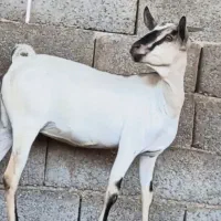 بز صومال دقلوزا اوس چهارماه