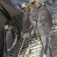 جوجه عروس هلندی