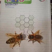 کتابهای تیزهوشان،مکمل با پایین ترین قیمت