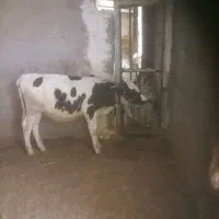 سه راس گوساله