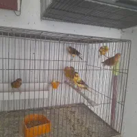 پرنده|پرنده|کاشان, باغ ماجد|دیوار
